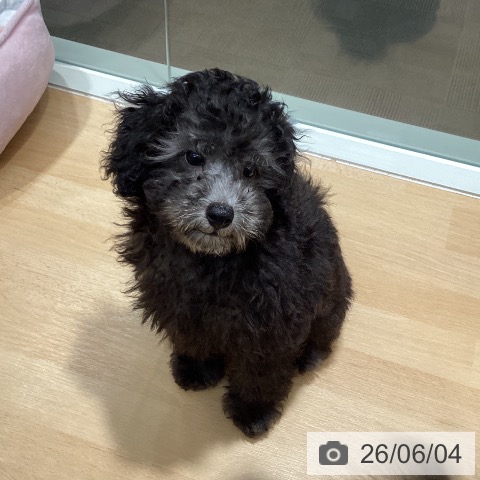 石川県のトイプードル(トイ) (ペットプラス 新小松店/2026年3月12日生まれ/男の子/シルバー)の子犬の4枚目の画像