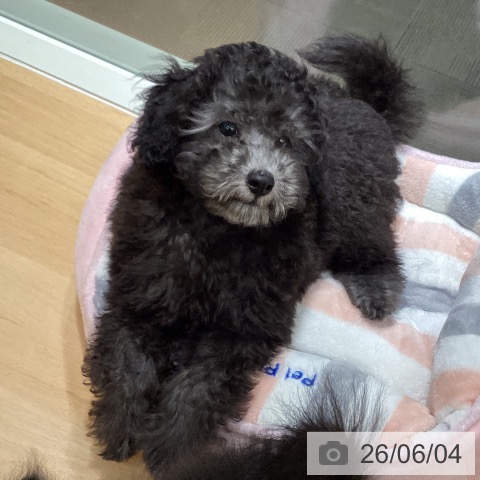 石川県のトイプードル(トイ) (ペットプラス 新小松店/2026年3月12日生まれ/男の子/シルバー)の子犬の3枚目の画像