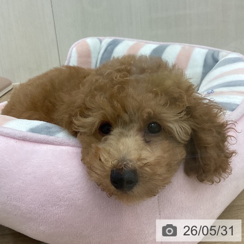 愛知県のトイプードル(トイ) (ペットプラス みなと店/2026年3月10日生まれ/男の子/アプリコット)の子犬の3枚目の画像