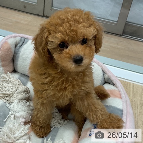 愛知県のトイプードル(トイ) (ペットプラス 熱田店/2026年3月10日生まれ/女の子/アプリコット)の子犬の3枚目の画像