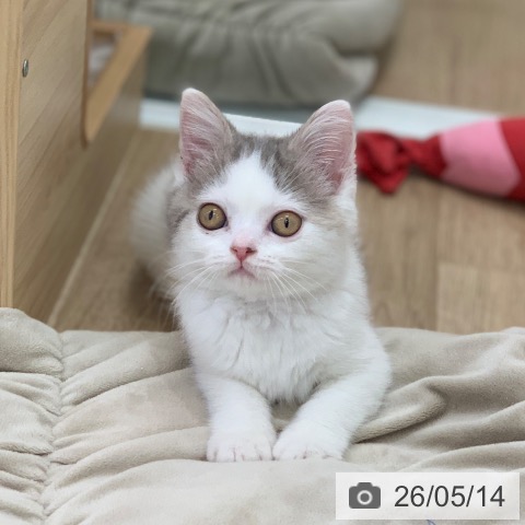 スコティッシュフォールドの写真