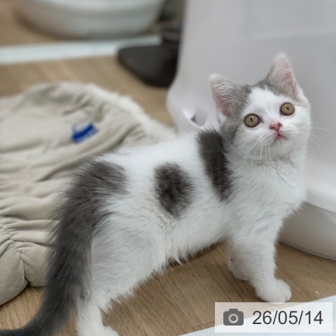 スコティッシュフォールドの写真
