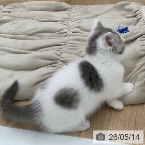 スコティッシュフォールドの写真