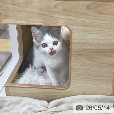 スコティッシュフォールドの写真