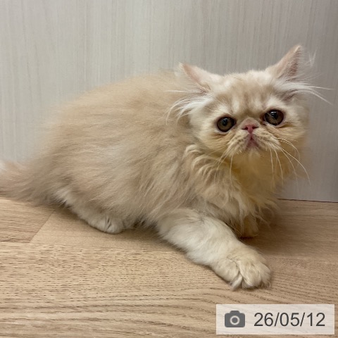 エキゾチックの写真