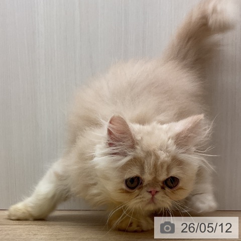 エキゾチックの写真