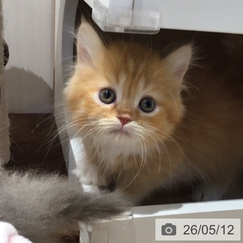ミヌエットの写真