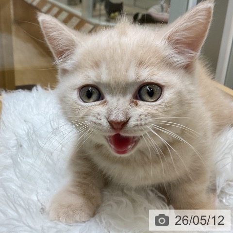 マンチカンの写真