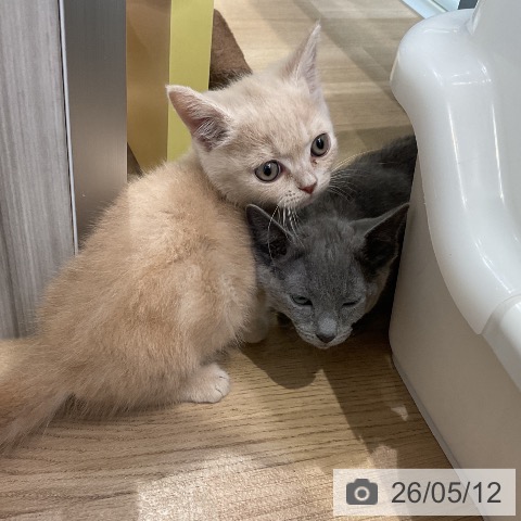 マンチカンの写真