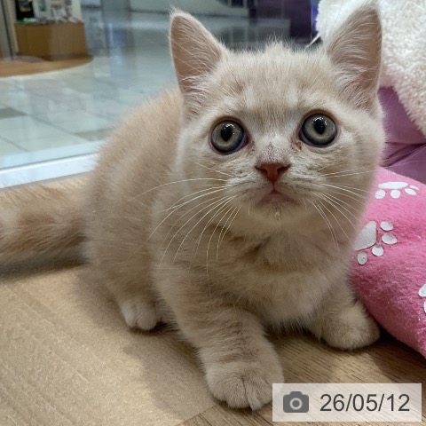マンチカンの写真