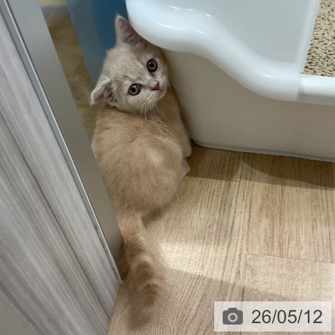マンチカンの写真