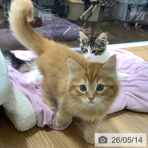 サイベリアンの写真