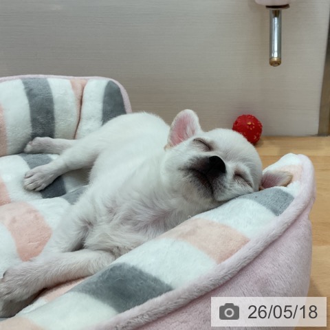 チワワの写真
