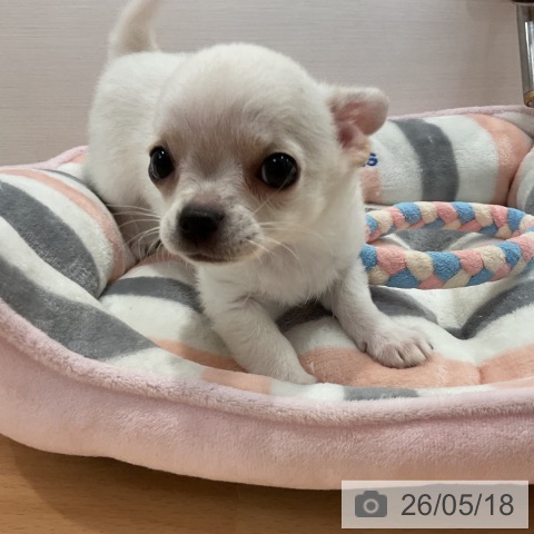 チワワの写真