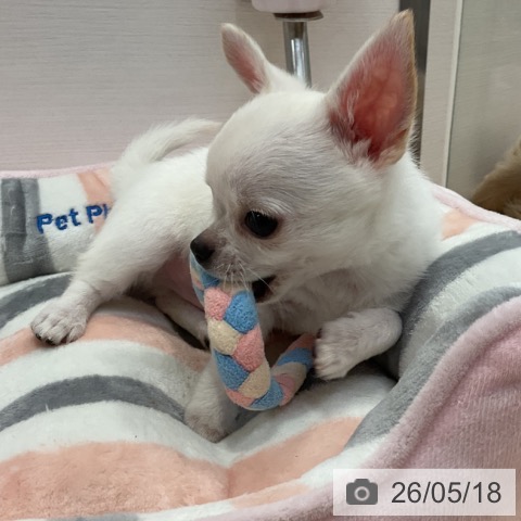 チワワの写真