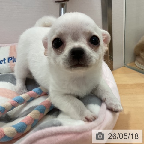 チワワの写真