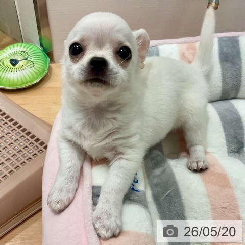 チワワの写真
