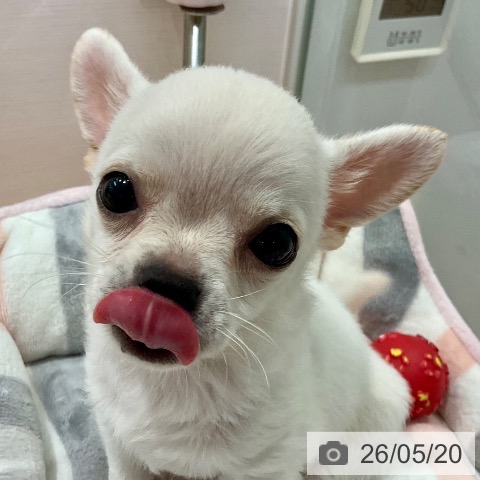 チワワの写真