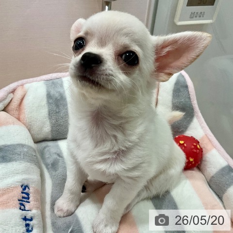 チワワの写真