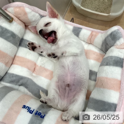 チワワの写真