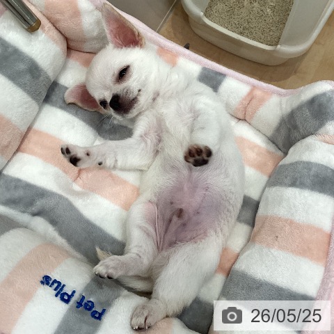 チワワの写真
