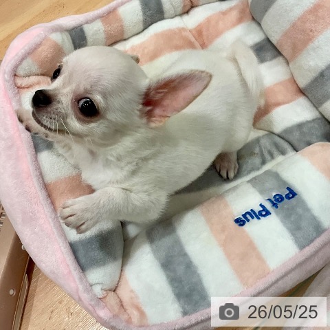 チワワの写真