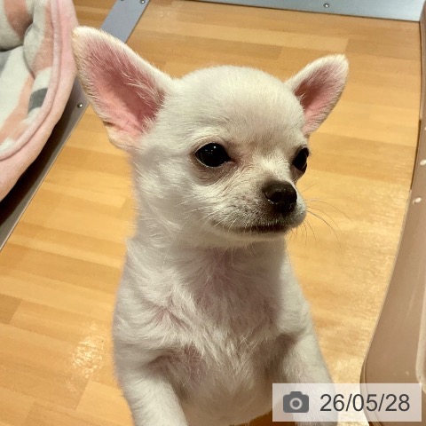 山形県のチワワ(ロング) (ペットプラス 天童店/2026年3月8日生まれ/男の子/ホワイト)の子犬の4枚目の画像