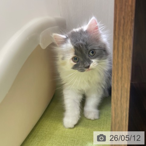 サイベリアンの写真