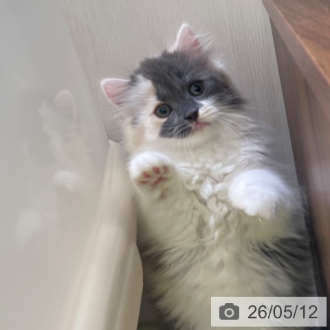 サイベリアンの写真