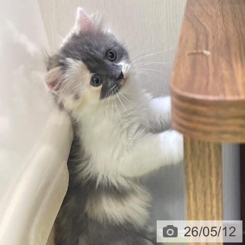 サイベリアンの写真