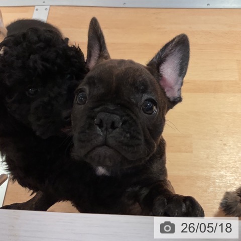 愛知県のフレンチブルドッグ (ペットプラス 名古屋茶屋店/2026年3月11日生まれ/男の子/ブリンドル)の子犬の3枚目の画像