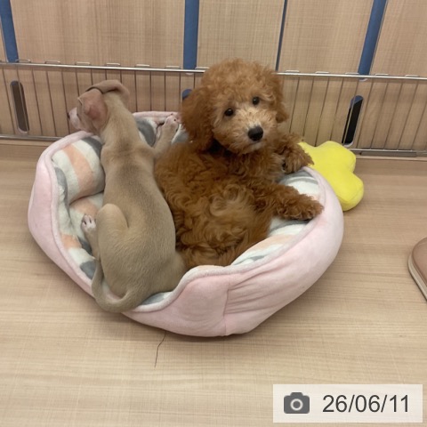 三重県のトイプードル(トイ) (ペッツワン 桑名店/2026年3月11日生まれ/男の子/アプリコット)の子犬の4枚目の画像