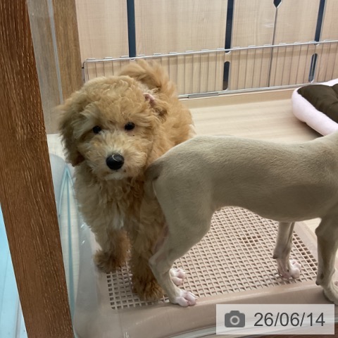 三重県のトイプードル(トイ) (ペッツワン 桑名店/2026年3月11日生まれ/男の子/アプリコット)の子犬の3枚目の画像