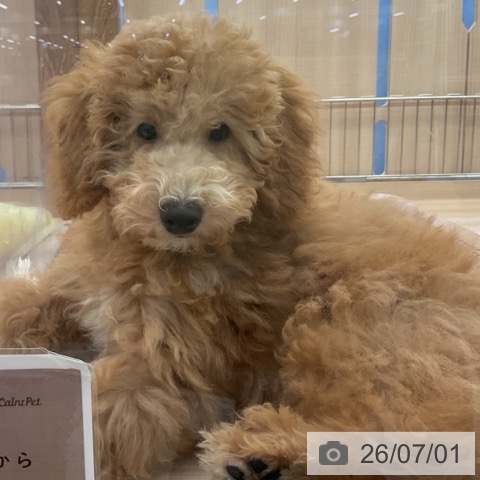 三重県のトイプードル(トイ) (ペッツワン 桑名店/2026年3月11日生まれ/男の子/アプリコット)の子犬の3枚目の画像