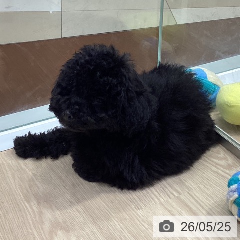 愛知県のトイプードル(トイ) (ペットプラス イオンモール長久手店/2026年3月11日生まれ/男の子/ブラック)の子犬の3枚目の画像