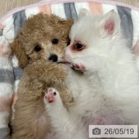 石川県のトイプードル(トイ) (ペットプラス かほく店/2026年3月11日生まれ/女の子/クリーム)の子犬の3枚目の画像