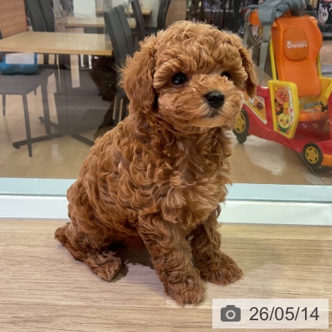 愛知県のトイプードル(トイ) (ペットプラス 岡崎店/2026年3月10日生まれ/女の子/レッド)の子犬の4枚目の画像
