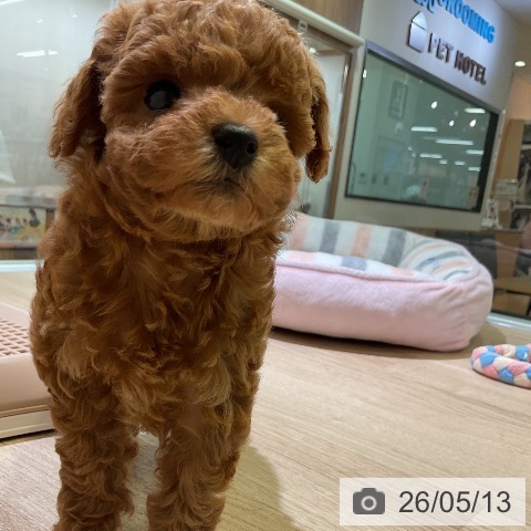 愛知県のトイプードル(トイ) (ペットプラス 岡崎店/2026年3月10日生まれ/女の子/レッド)の子犬の3枚目の画像