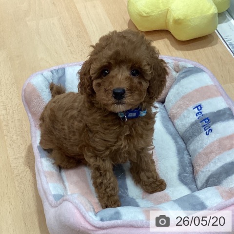石川県のトイプードル(トイ) (ペットプラス 新小松店/2026年3月11日生まれ/男の子/レッド)の子犬の3枚目の画像