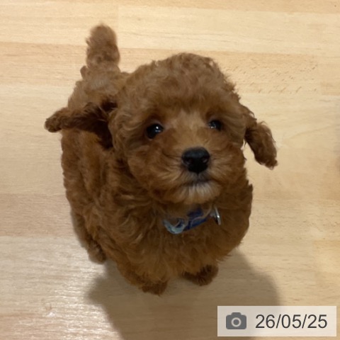 石川県のトイプードル(トイ) (ペットプラス 新小松店/2026年3月11日生まれ/男の子/レッド)の子犬の4枚目の画像