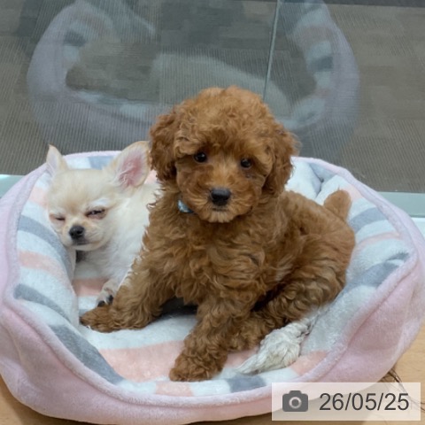 石川県のトイプードル(トイ) (ペットプラス 新小松店/2026年3月11日生まれ/男の子/レッド)の子犬の3枚目の画像
