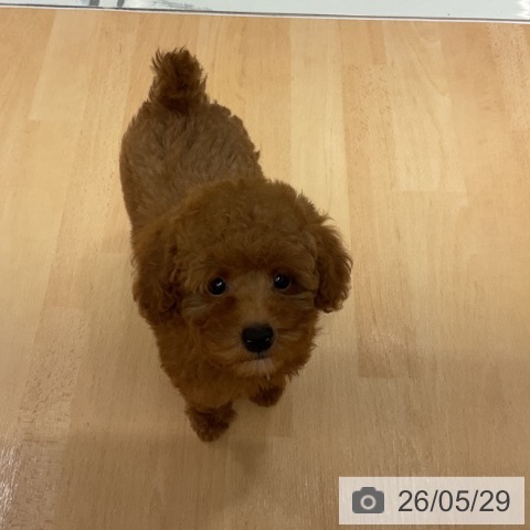 石川県のトイプードル(トイ) (ペットプラス 新小松店/2026年3月11日生まれ/男の子/レッド)の子犬の3枚目の画像