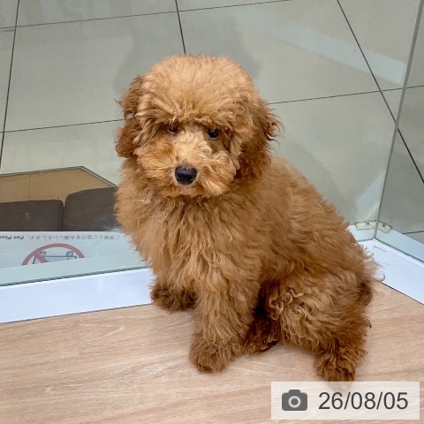 三重県のトイプードル(トイ) (ペットプラス 四日市泊店/2026年3月11日生まれ/男の子/レッド)の子犬の3枚目の画像