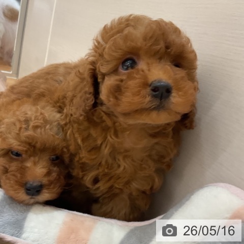 石川県のトイプードル(トイ) (ペットプラス 新小松店/2026年3月11日生まれ/男の子/レッド)の子犬の4枚目の画像