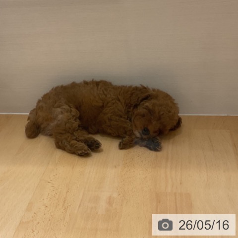 石川県のトイプードル(トイ) (ペットプラス 新小松店/2026年3月11日生まれ/男の子/レッド)の子犬の3枚目の画像