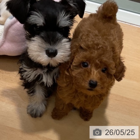石川県のトイプードル(トイ) (ペットプラス 新小松店/2026年3月11日生まれ/男の子/レッド)の子犬の4枚目の画像