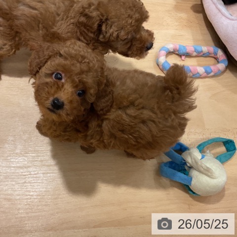 石川県のトイプードル(トイ) (ペットプラス 新小松店/2026年3月11日生まれ/男の子/レッド)の子犬の3枚目の画像