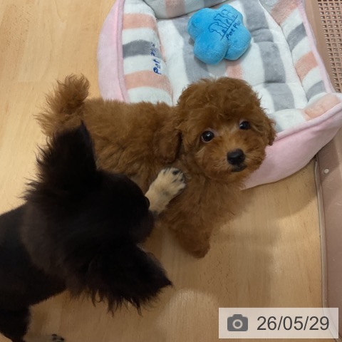 石川県のトイプードル(トイ) (ペットプラス 新小松店/2026年3月11日生まれ/男の子/レッド)の子犬の4枚目の画像