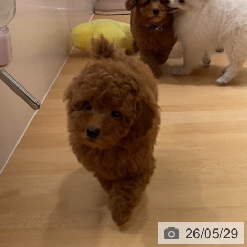 石川県のトイプードル(トイ) (ペットプラス 新小松店/2026年3月11日生まれ/男の子/レッド)の子犬の3枚目の画像