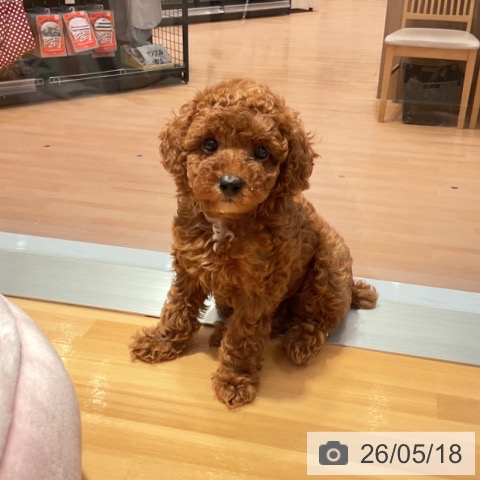 愛知県のトイプードル(トイ) (ペットプラス 名古屋茶屋店/2026年3月11日生まれ/女の子/レッド)の子犬の3枚目の画像